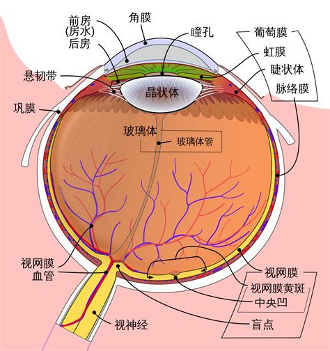 眼睛 部位|眼睛構造全分析介紹 